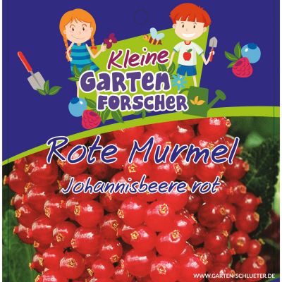 Rote Johannisbeere 'Rote Murmel'  - Kleine Gartenforscher Rote Johannisbeere 'Rote Murmel'  - Kleine Gartenforscher