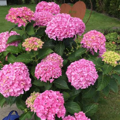 Ballhortensie 'Belle Seduction'