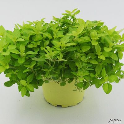 Oregano