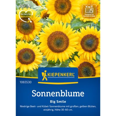 Zwerg-Sonnenblume 'Big Smile'