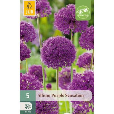 Allium 'Purple Sensation' (Iranlauch) - 5 Stück