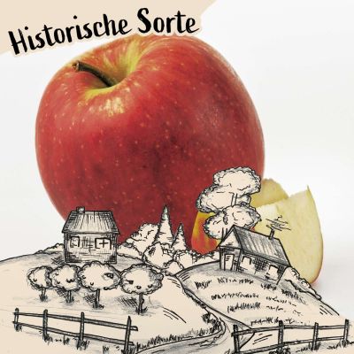 Apfelbusch 'Jonagold' Winterapfel
