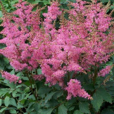 Prachtspiere (rosa) - im Topf Prachtspiere (rosa) - im Topf