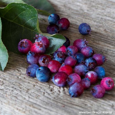 Saskatoonbeere  - Frucht-Felsenbirne 'Saskatoon Berry®' Saskatoonbeere  - Frucht-Felsenbirne 'Saskatoon Berry®'
