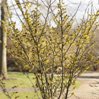 Zaubernuss 'Arnold Promise'
