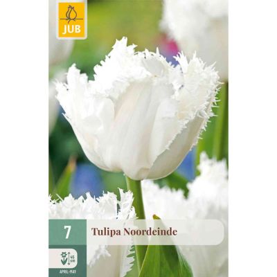 Gefranste Tulpe 'Noordeinde' - 7 Stück