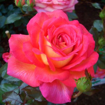 Edelrose 'Parfum de Grasse®' Edelrose 'Parfum de Grasse®'