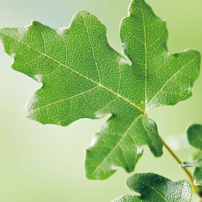 Feldahorn - Baum des Jahres 2015! Feldahorn - Baum des Jahres 2015!