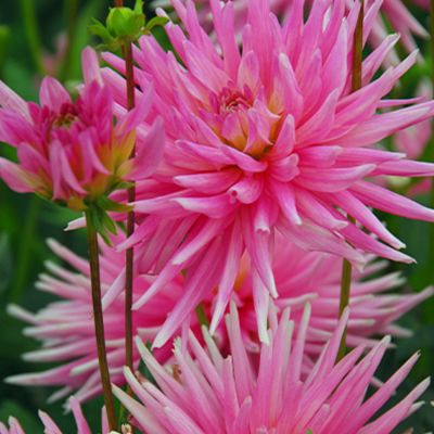 Kaktusdahlie 'Park-Princess' - 1 Stück
