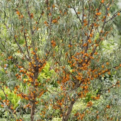 Sanddorn 'Friesdorfer Orange' Sanddorn 'Friesdorfer Orange'