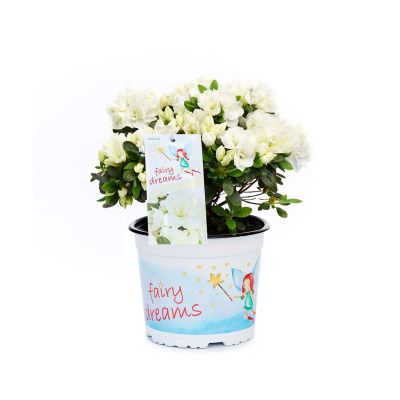 Feenland Azalee 'Fairy Dreams® Little Ina®' Feenland Azalee 'Fairy Dreams® Little Ina®'
