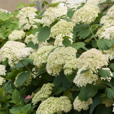 Ballhortensie 'Lime Rickey'®  Ballhortensie 'Lime Rickey'®