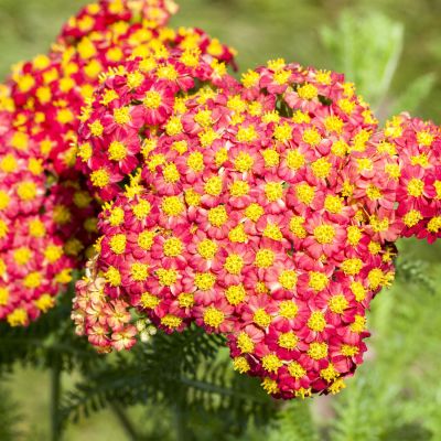 Hohe Goldgarbe 'Feuerland'