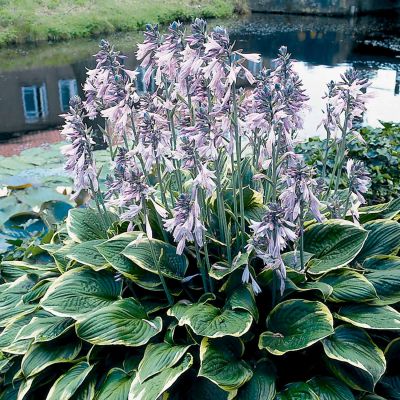 Funkie 'Aureomarginata' (grün-gelb) Funkie 'Aureomarginata' (grün-gelb)