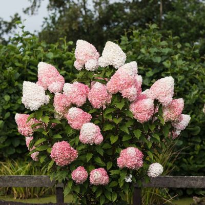 Rispenhortensie 'Pink & Rose' ®