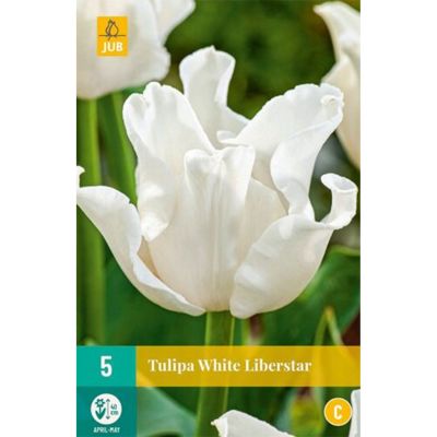 Coronet-Tulpe 'White Liberstar' - 5 Stück