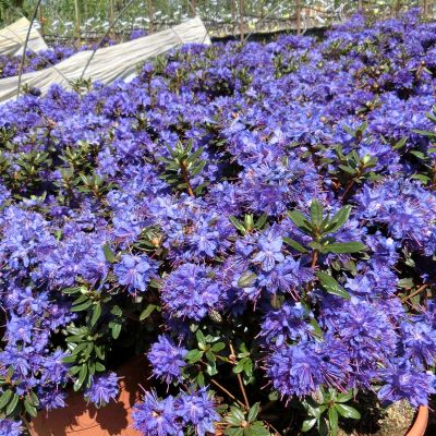 Rhododendron 'Azurika'
