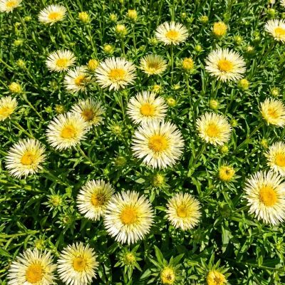 Kornblumenaster 'Mary Gregory'