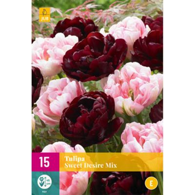 Gefüllte Tulpen Mischung 'Sweet Desire Mix' - 12 Stück Gefüllte Tulpen Mischung 'Sweet Desire Mix' - 12 Stück