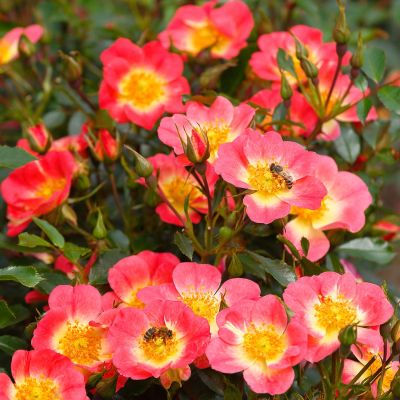 Beetrose 'Bienenweide Bicolor®' Beetrose 'Bienenweide Bicolor®'