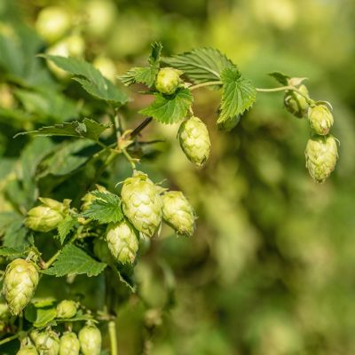 Wilder Hopfen