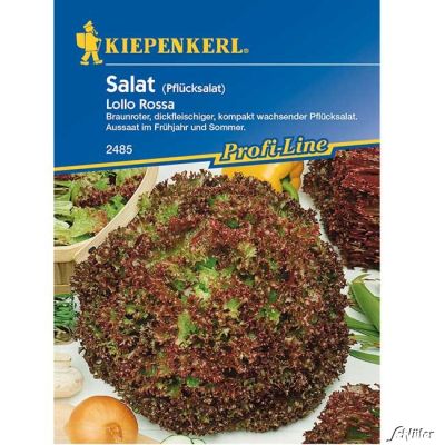 Pflücksalat 'Lollo Rossa Pflücksalat 'Lollo Rossa