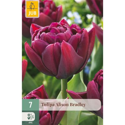 Gefüllte frühe Tulpe 'Alison Bradley' - 7 Stück