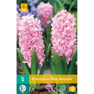 Hyazinthe 'Pink Surprise' - 5 Stück