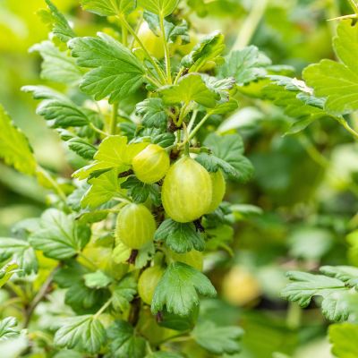 Dornenarme Stachelbeere 'Easycrisp® Lady Sun'