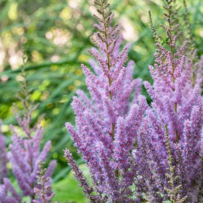 Zwerg-Prachtspiere 'Pumila' Zwerg-Prachtspiere 'Pumila'