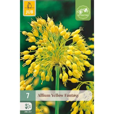 Allium 'Yellow Fantasy®'- 7 Stück