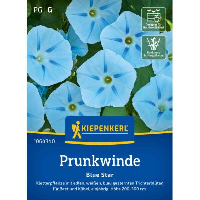 Winde (Prunkwinde) 'Blue Star'