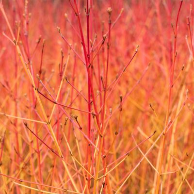 Feuer-Hartriegel 'Midwinter Fire' Feuer-Hartriegel 'Midwinter Fire'