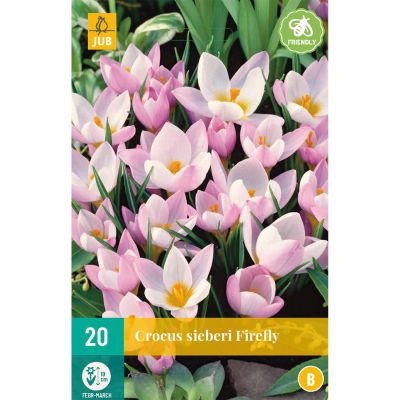 Botanische Krokusse 'Sieberi Firefly®' - 20 Stück Botanische Krokusse 'Sieberi Firefly®' - 20 Stück