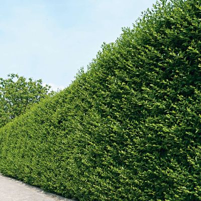 Ovalblättriger Liguster Ovalblättriger Liguster