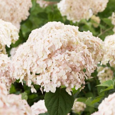 Hortensie 'Candybelle® Marshmallow'