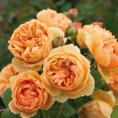 David Austin Rose 'Carolyn Knight ®' (Austumer) David Austin Rose 'Carolyn Knight ®' (Austumer)