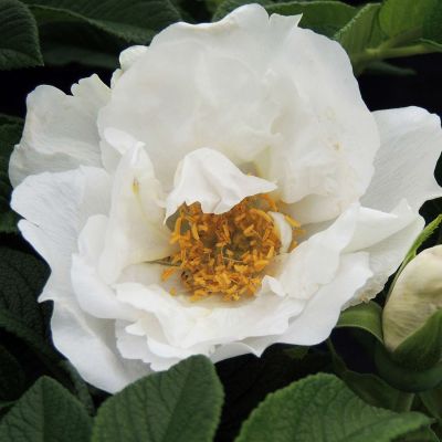 Apfelrose/Hagebutte 'Angelia White' Apfelrose/Hagebutte 'Angelia White'