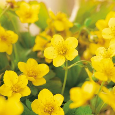 Erdbeere 'Honeoye'