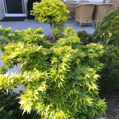 Fächerahorn 'Jordan®' Fächerahorn 'Jordan®'