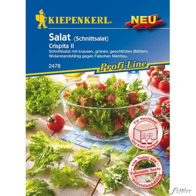 Salat 'Crispita II' - Schnittsalat Salat 'Crispita II' - Schnittsalat
