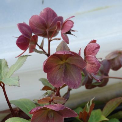 Frühlings-Schneerose 'Pink Frost'  -  Helleborus Gold Collection®