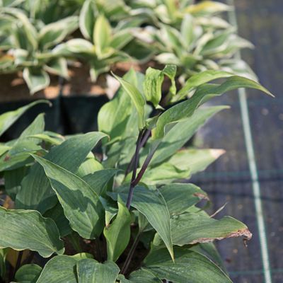 Rotstiel-Funkie 'Red October' Rotstiel-Funkie 'Red October'