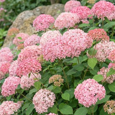 Ballhortensie 'Pink Percussion'