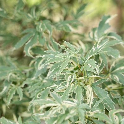 Fächerahorn 'Butterfly'