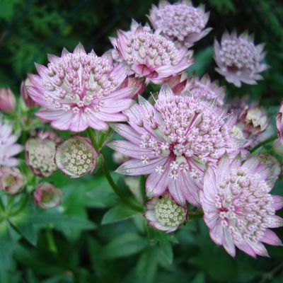 Sterndolde 'Alba'