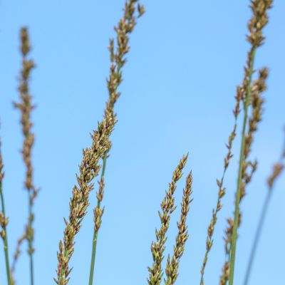 Kleines Pfeifengras 'Heidebraut' Kleines Pfeifengras 'Heidebraut'