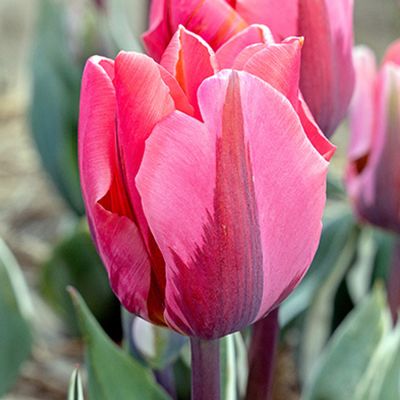 Triumph-Tulpe 'Pretty Princess' - 5 Stück