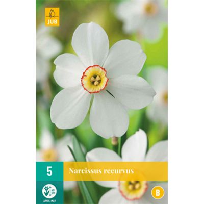 Großblumige duftende Narzissen 'Poeticus Recurvus' Großblumige duftende Narzissen 'Poeticus Recurvus'