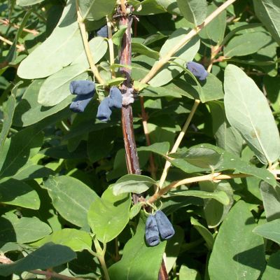 Sibirische Blaubeere 'Blue Velvet'